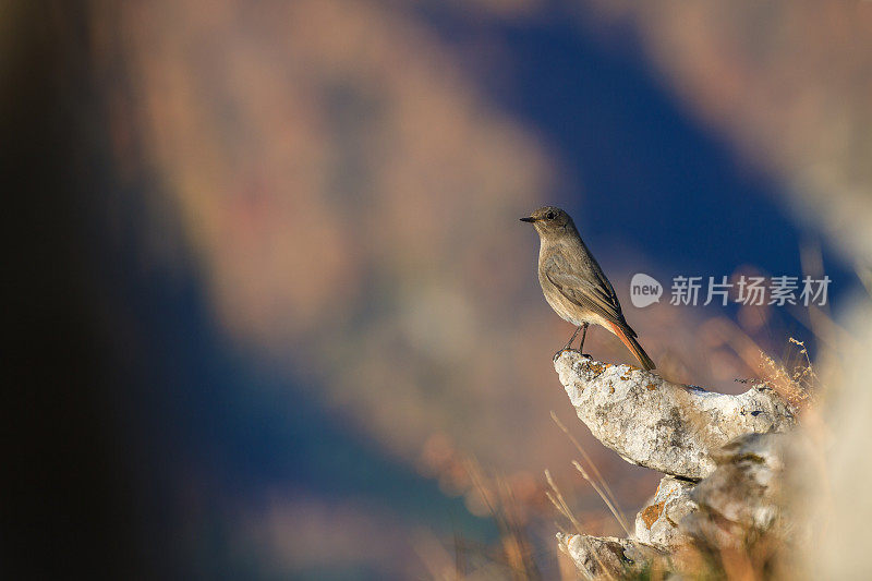 欧洲红尾鸲