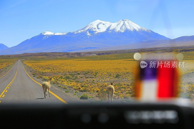 在乡村道路上的智利国旗的汽车，鹿在道路上戏剧性的景观:雪顶火山和田诗化的阿塔卡马沙漠草原，火山景观全景-圣佩德罗阿塔卡马，智利，Bolívia和阿根廷边境