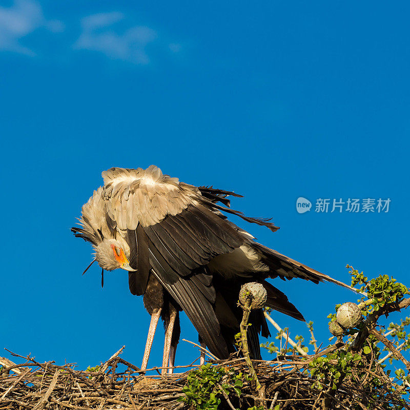 野秘书鸟在树上筑巢