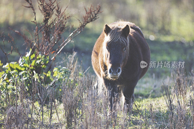 小马驹在秋日斑斓的阳光下吃草