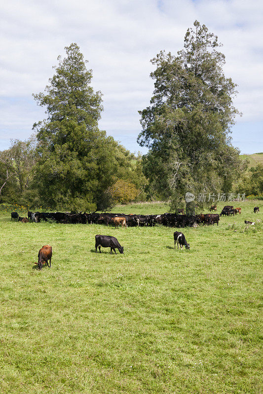 一群奶牛在新西兰农村的一棵树下