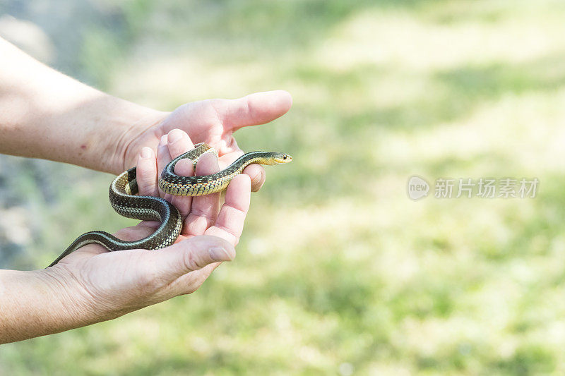 手持小吊袜带蛇的成熟女人