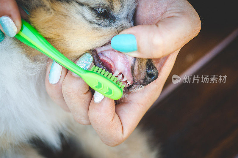 正在刷牙的设得兰牧羊犬小狗