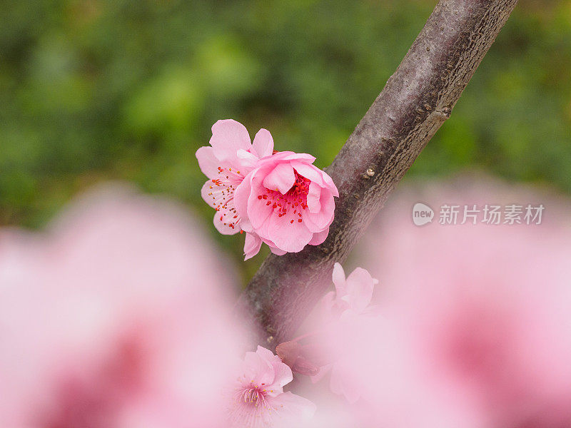 春花系列:公园里美丽的红梅，前景和背景模糊。