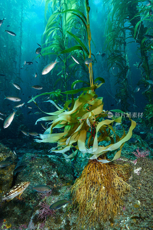 海藻森林和鱼