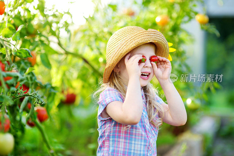 可爱的小女孩戴着帽子在温室里采摘新鲜成熟的有机番茄