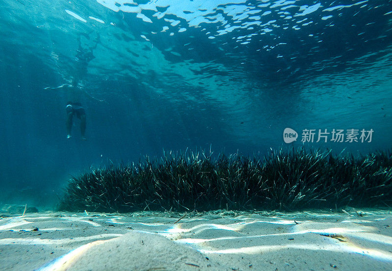 人在海中游过海草田