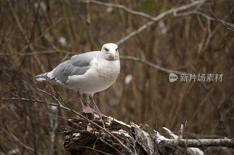 在鲑鱼产卵地的海鸥