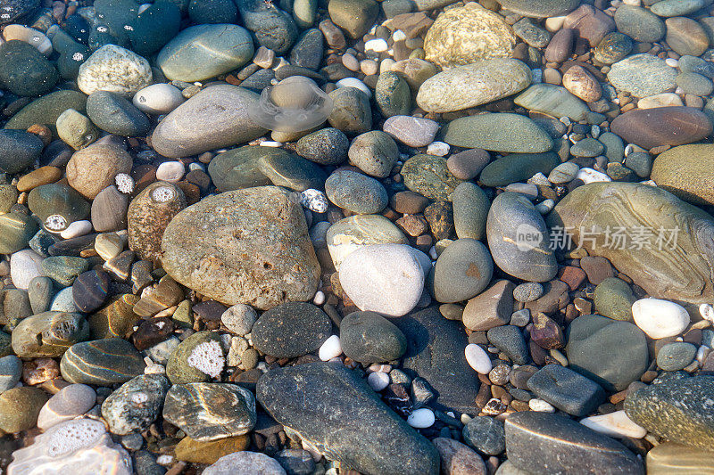 阳光明媚的水母漂浮在黑色海石之上