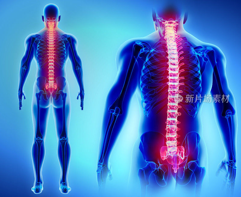 脊柱的3D插图，医学概念。