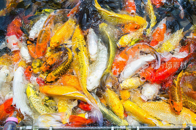 彩色垃圾鱼顶视图池塘在公园，花哨的垃圾鱼表面的水