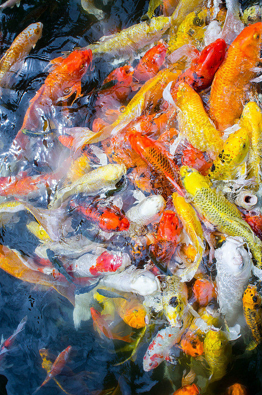 花式鲤鱼鱼在池塘里游泳，彩色鲤鱼鱼，宠物相信它是好运。和繁荣