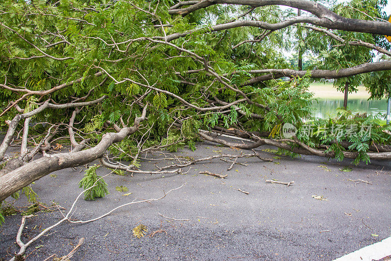 那棵树被猛烈的暴风雨毁坏了。