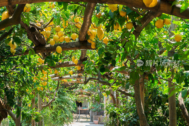 索伦托的柠檬花园