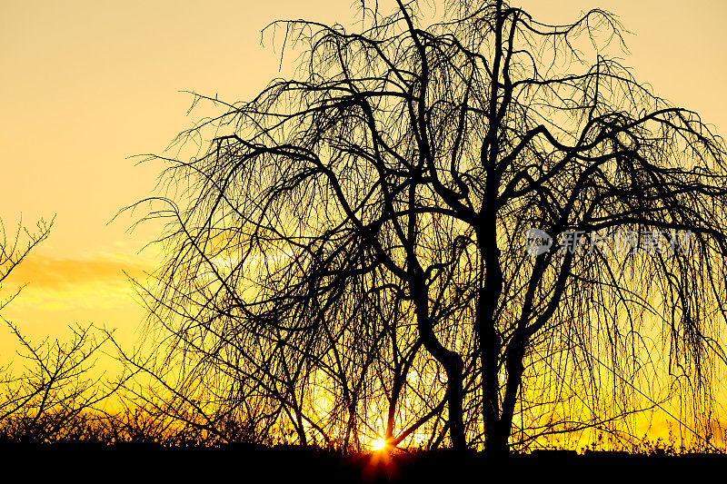 日落时的树木剪影作为自然背景