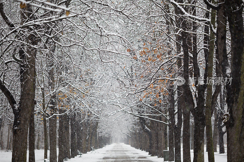 四季-树与雪在小巷在寒冷的冬天的一天