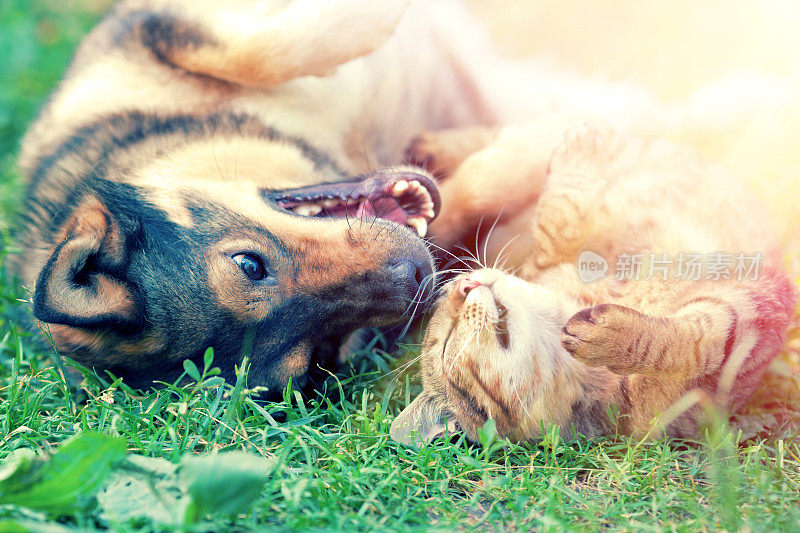 日落时，狗和猫在草地上一起玩耍