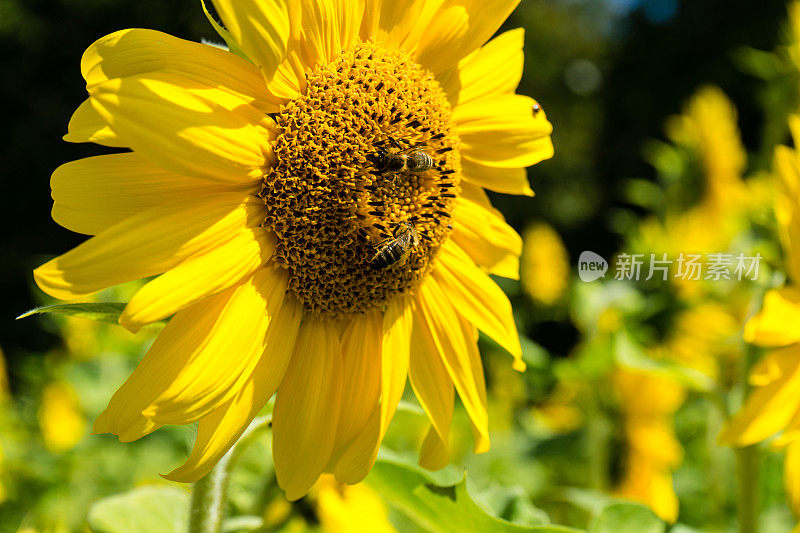 两只蜜蜂在向日葵的侧视图