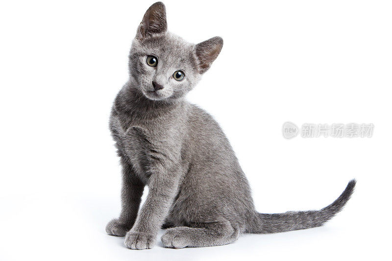 俄罗斯蓝猫毛茸茸的灰色小猫(孤立在白色上)