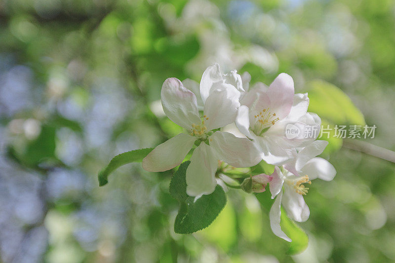 春天，苹果花开，白色的，粉红色的花阳光