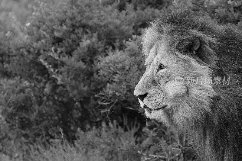 一个近距离的肖像拍摄的雄狮(狮子)在野外。这是一张黑白图像。