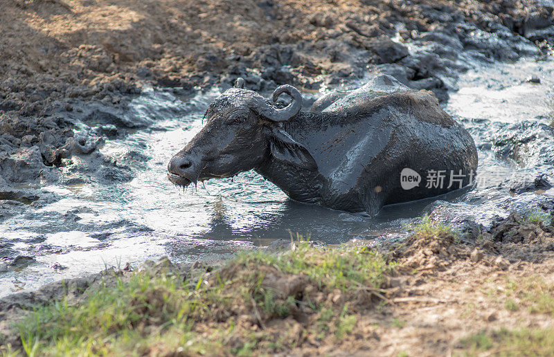 水牛在泥中放松