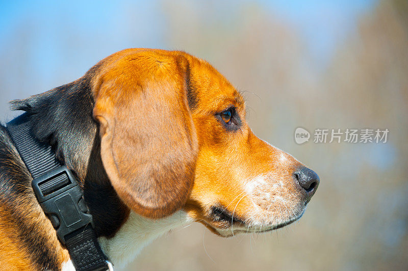 小比格犬在探索