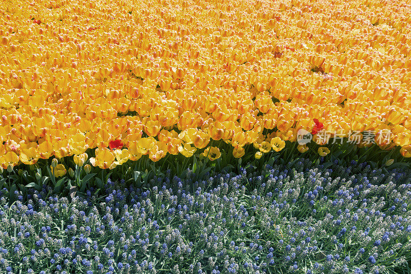 黄色郁金香花园