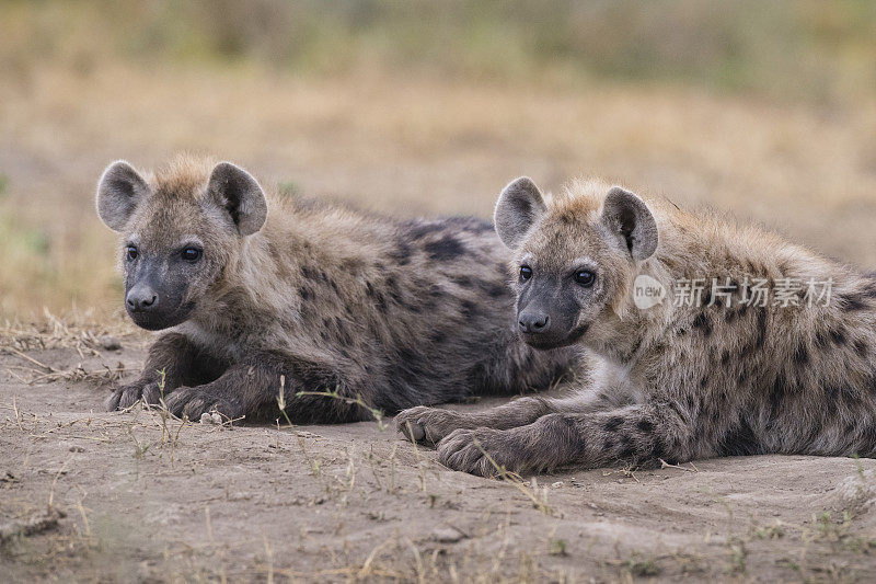 两个鬣狗,非洲
