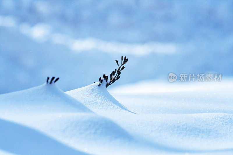 两个顽强的灌木枝条的尖端从深雪中伸出