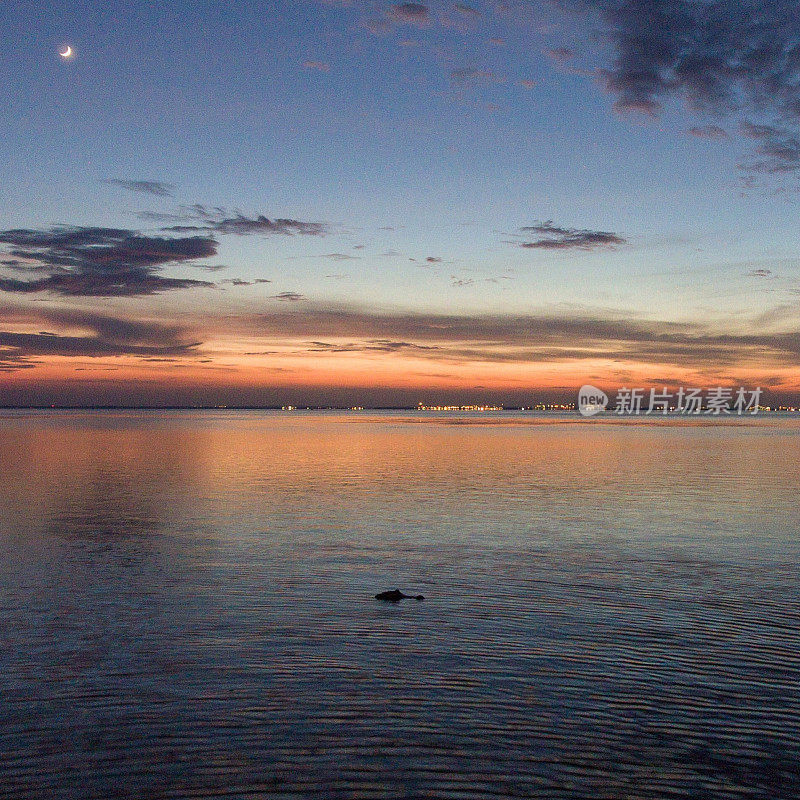 日落时分阿拉巴马州莫比尔湾的短吻鳄