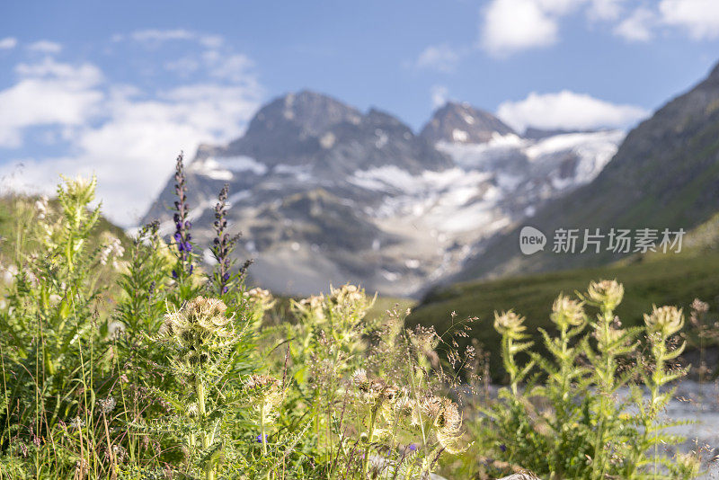 皮兹布因山，奥切特勒冰川，多刺蓟，天空