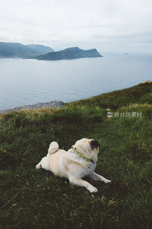 一只小狗徒步旅行后在挪威的小岛上休息