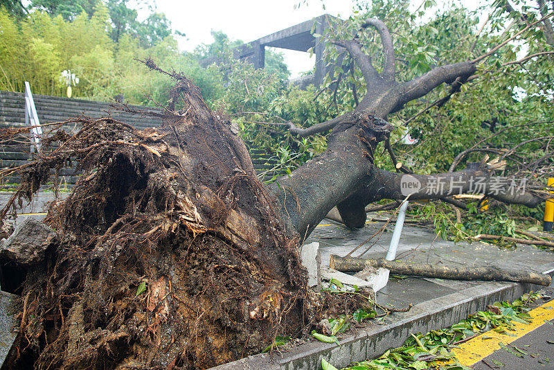 台风余波-倒下的树木