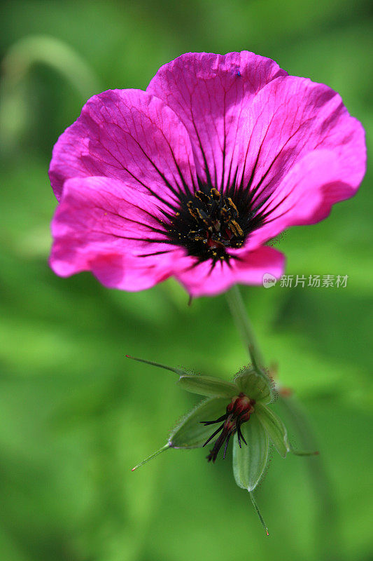 粉红色鹤嘴(天竺葵解剖)花盛开在花园里