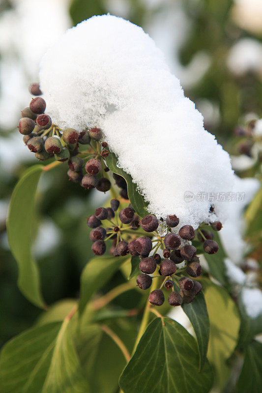 白雪覆盖着长满浆果的常青藤枝