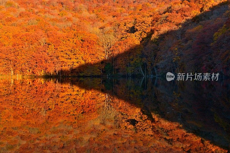 日本东北部和田市秋季沼泽的光影