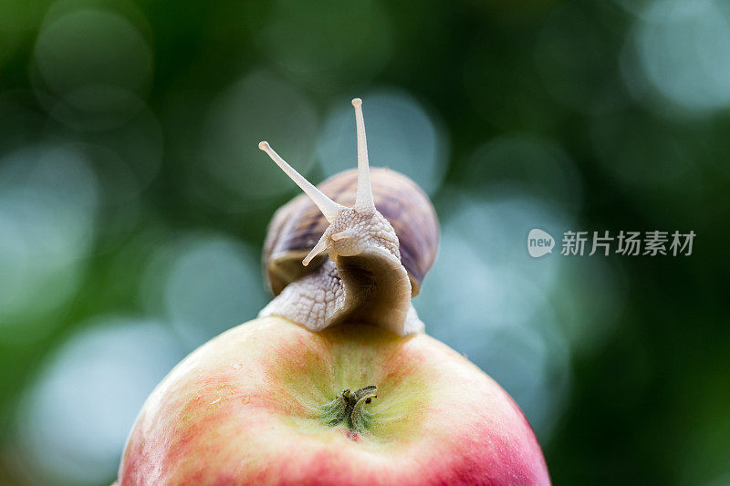 蜗牛和花园里的苹果