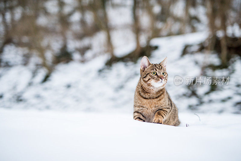 大自然中下雪天的小条纹猫。