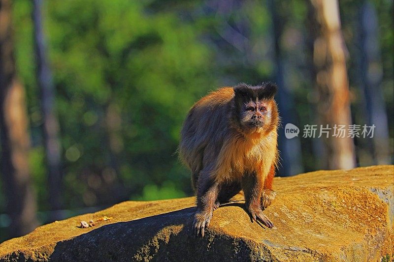 Sapajus卷尾猴，坐在岩石上，巴西潘塔纳尔湿地