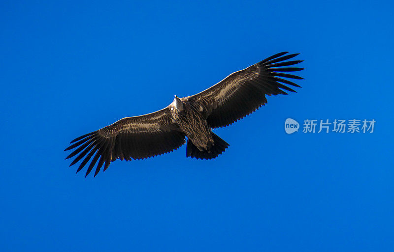 尼泊尔——鹰在高高的天空中展开翅膀