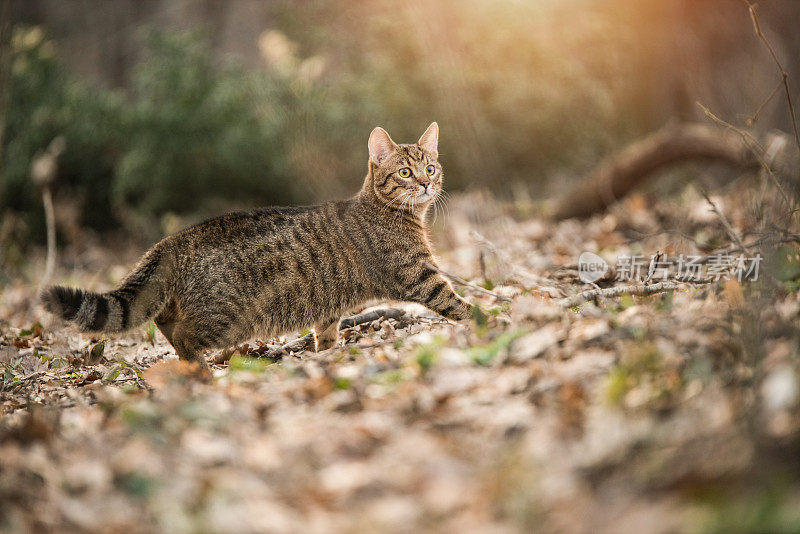 在树林里散步的条纹猫