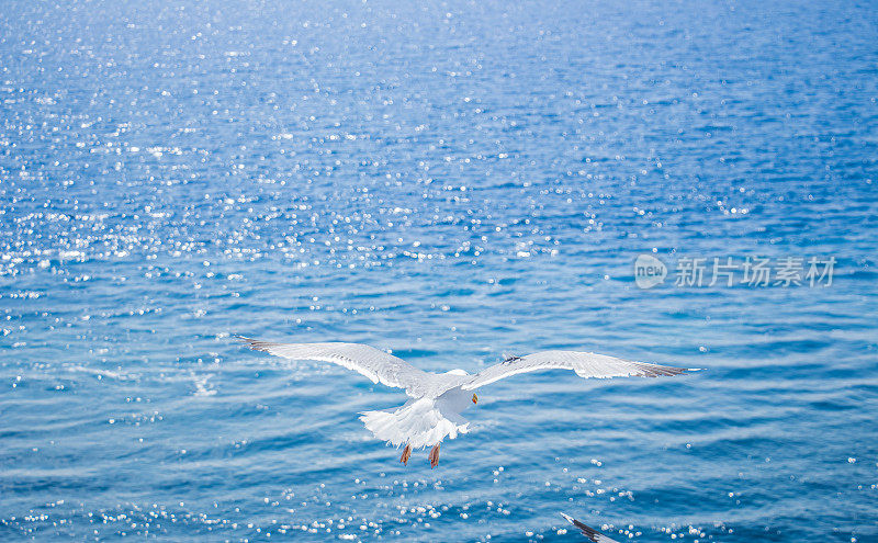 海鸥飞过大海