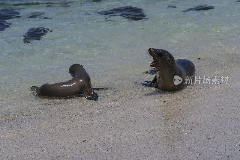 加拉帕戈斯群岛的海狮