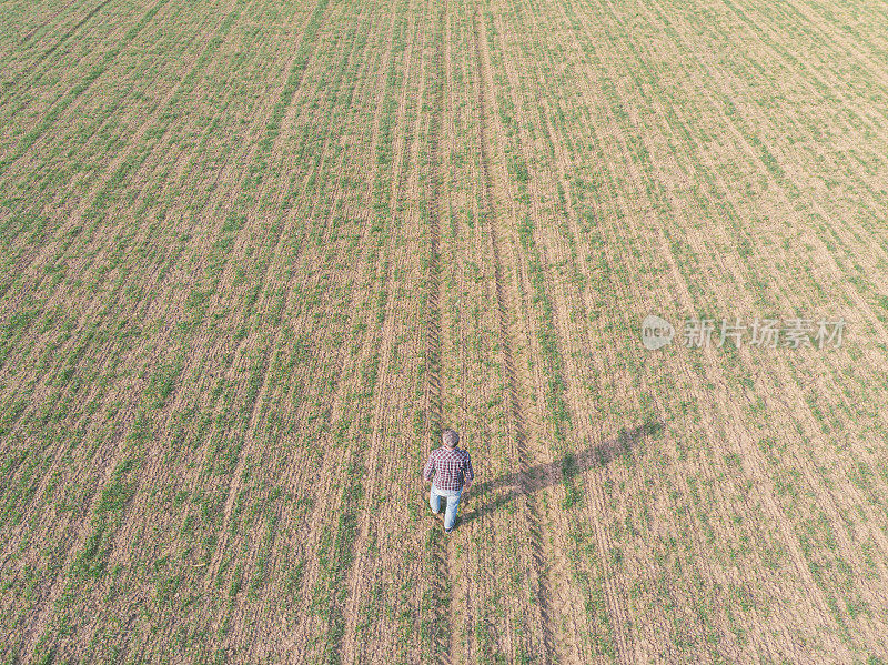 英俊的成年农民走在他的小麦苗田在早春。鸟瞰图。