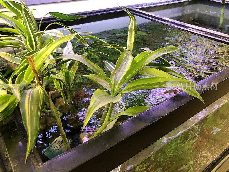 淡水水族馆植物