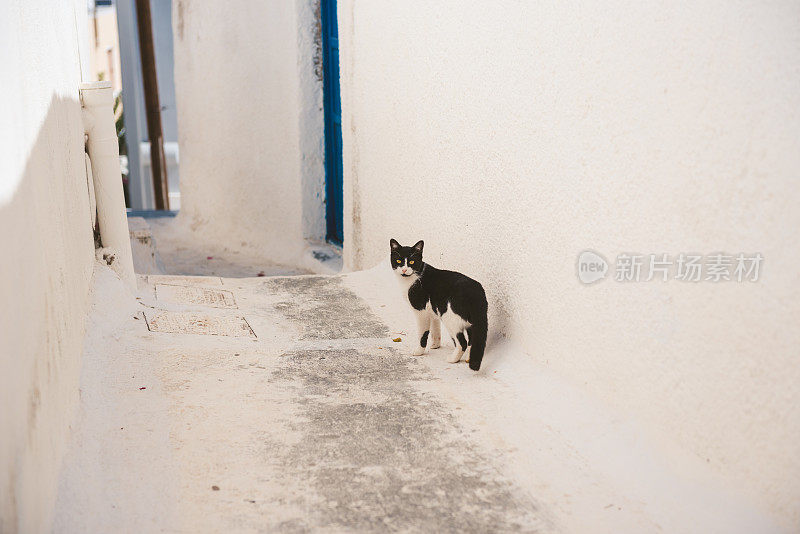 希腊圣托里尼岛安普里奥的流浪猫