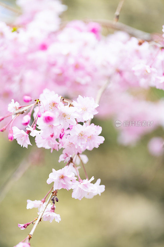 哭泣的樱花(滋达坂)茨城县，日本。(选择性聚焦)