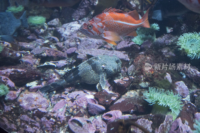 金丝雀岩鱼