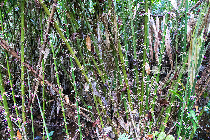 马来西亚:藤藤植物